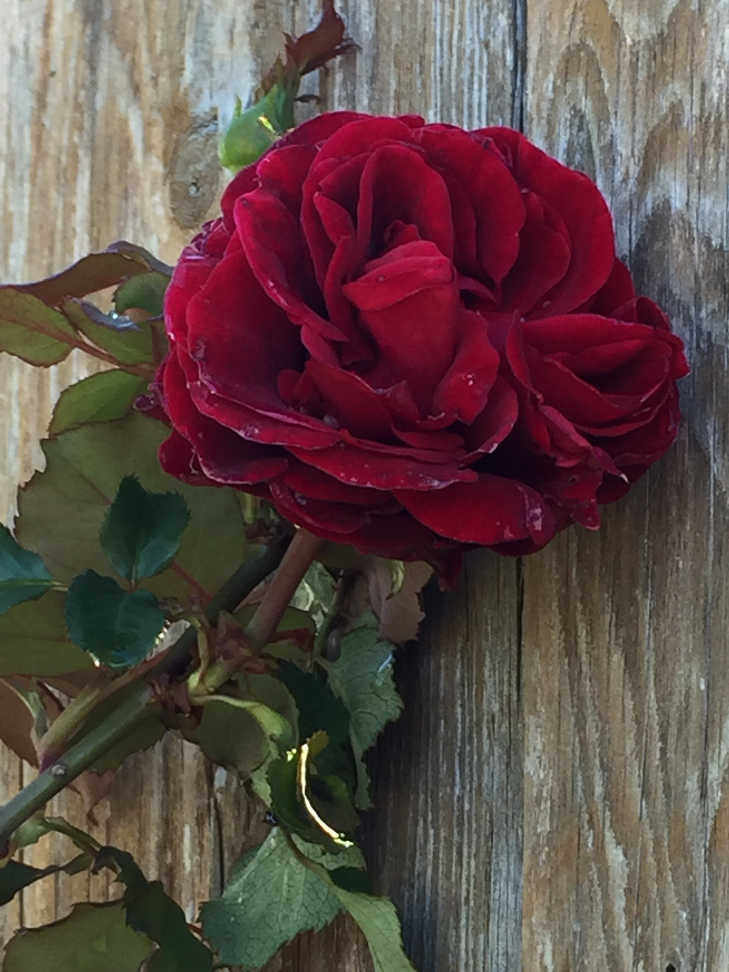 968D769B-35EE-4AAA-881D-5B5D1A2102E5