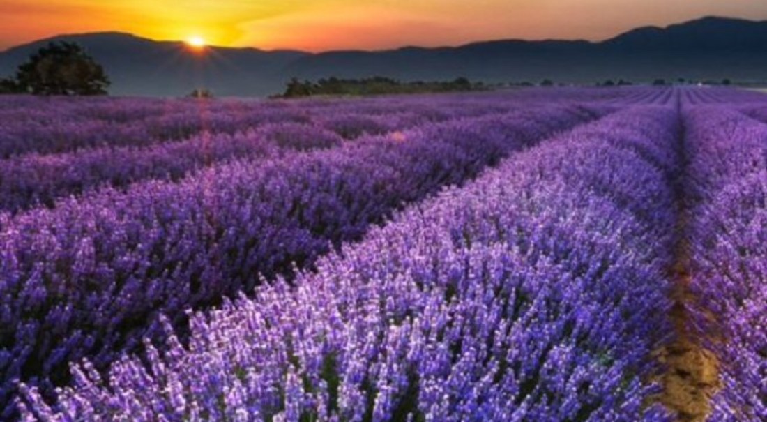 942505D9-1E99-428A-B6C3-F20A5FD4E01D